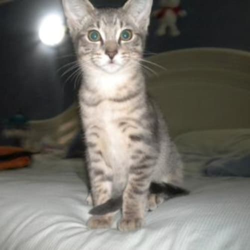No photo for **Adoption Pending** Bobby