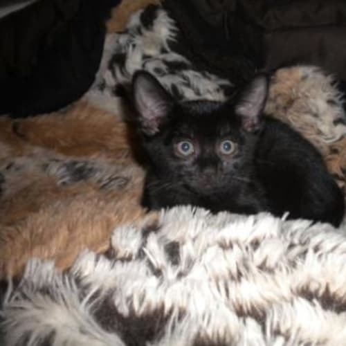 No photo for ** Adoption Pending ** Bonnie