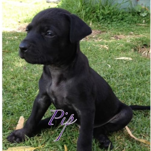 No photo for Pip Hd187