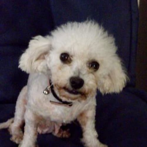 No photo for Molly  On Trial