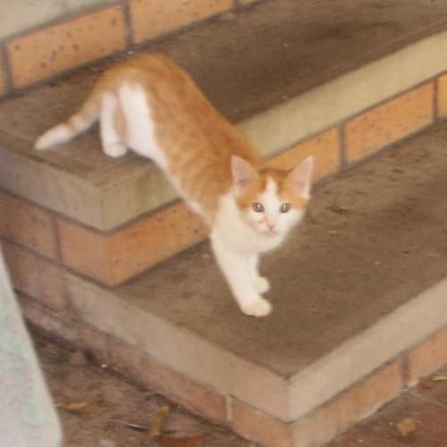 No photo for Rusty