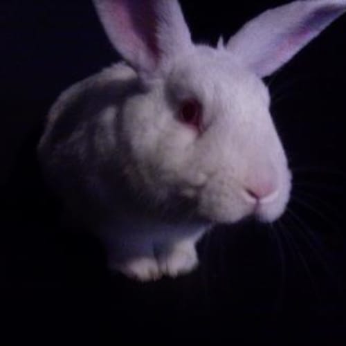 No photo for **Adoption Pending!** Bouncer