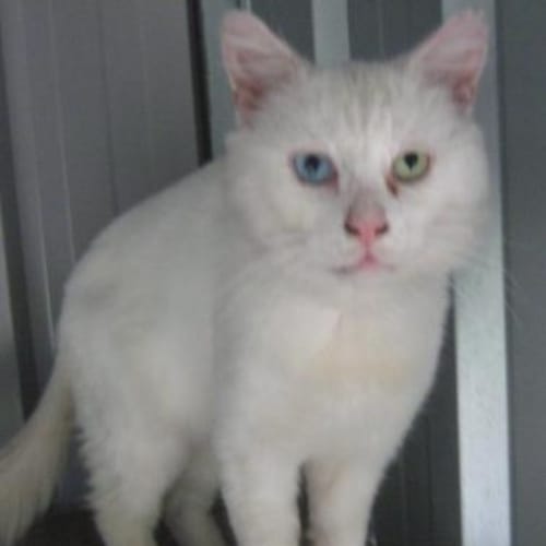 No photo for * Two Up (Odd Coloured Eyes)