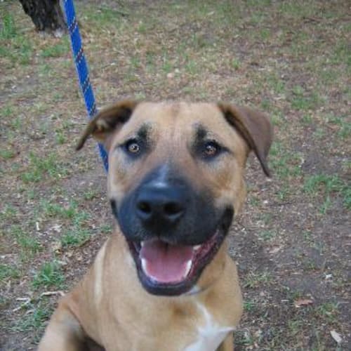 No photo for Urgent Foster Carer Needed For Chester