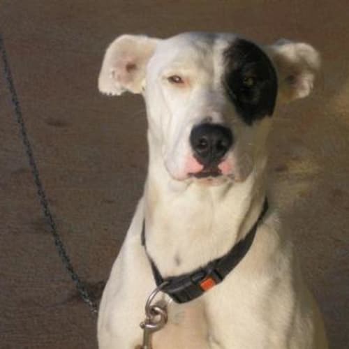 No photo for Abigail Urgently Needs Foster Care