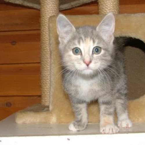 No photo for Lavender