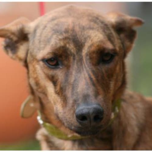 No photo for Sunnie   On Trial