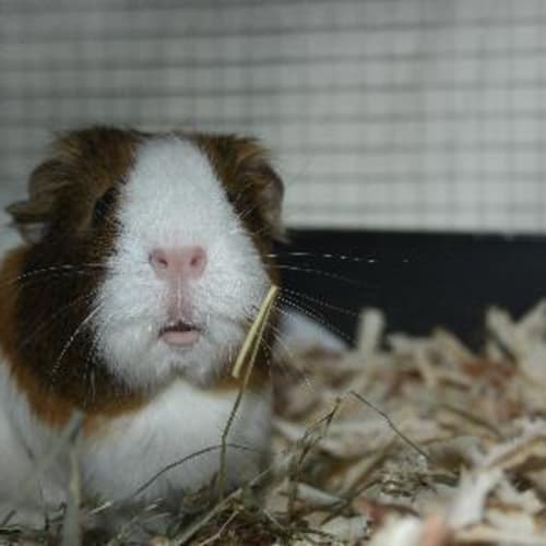 Penny