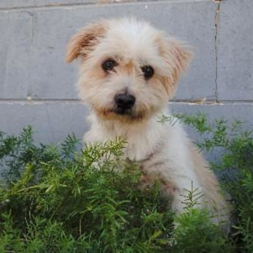Terry **Now Adopted**