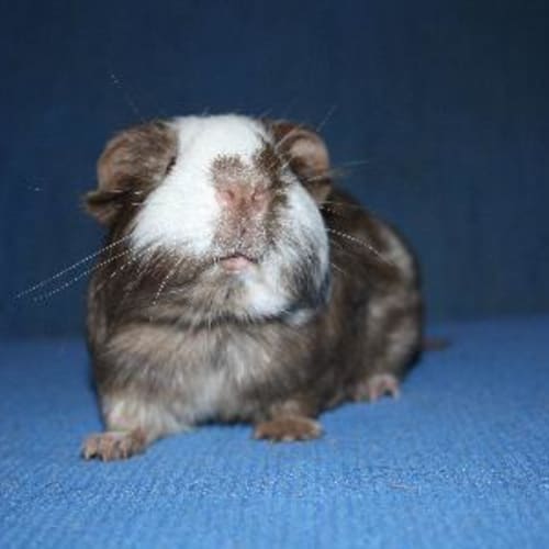 No photo for Patch