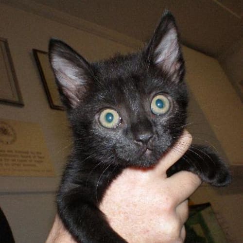 No photo for Arwen