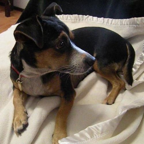 No photo for Blackie *Adopted* (Tag D1373)