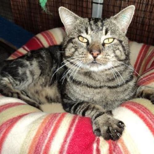 Rescue Cat