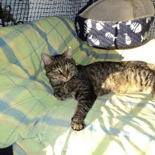 Rescue Cat