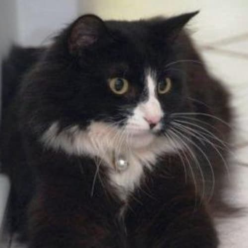 No photo for Sarge (C1425) **Adopted**