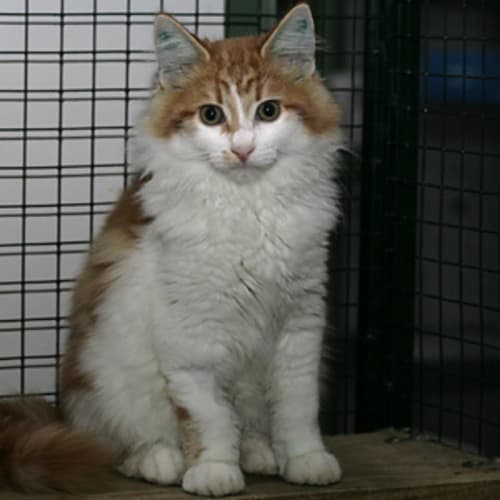 No photo for Kittens