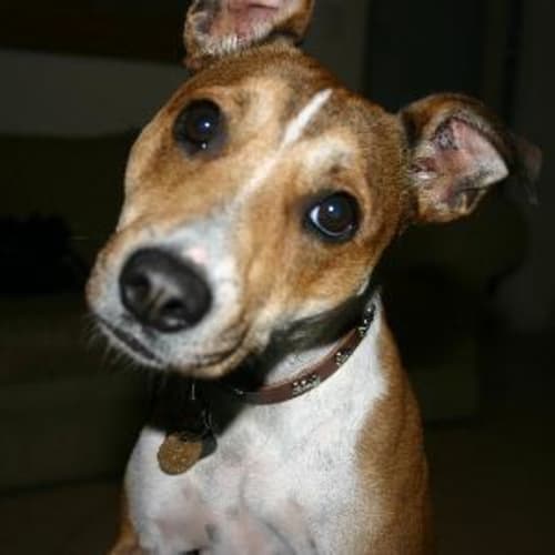No photo for **Adoption Pending** Zena