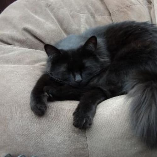 No photo for Aldo Rescue Cat