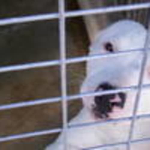 No photo for Sam (Impound No 240   Location K9   Urgent)