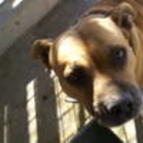 No photo for Simba   (Impound No 277   Location K22) Urgent