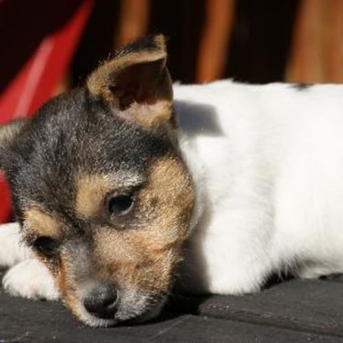 No photo for Leopold