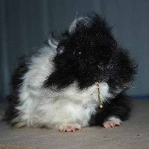 No photo for Anzac (On Hold)