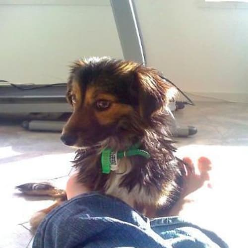 No photo for Ruby (Adoption Pending)
