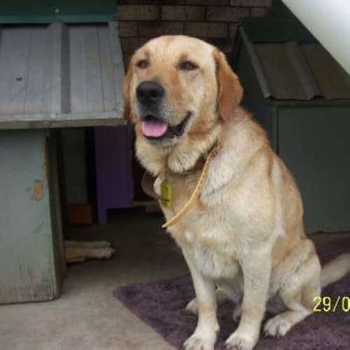 Cooper