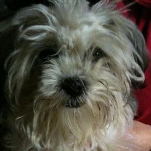 No photo for Biscuit  **Adopted**