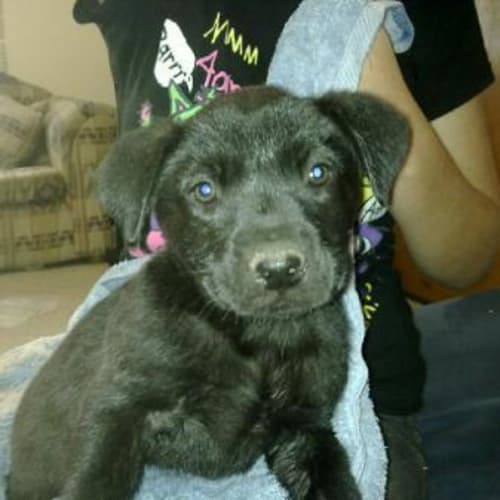 No photo for Diego  **Adopted**