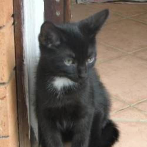 No photo for Valentine