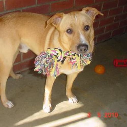 No photo for Dimples