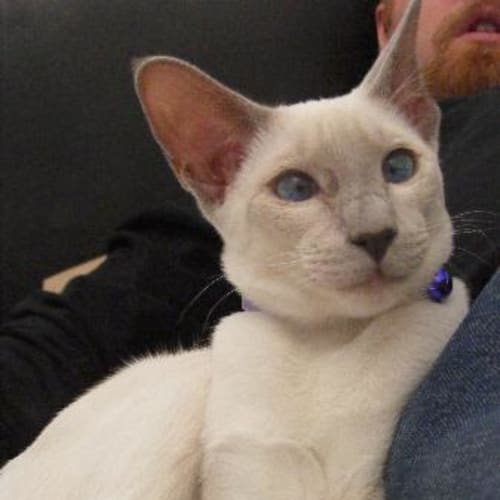 No photo for **Adoption Pending** Sookie