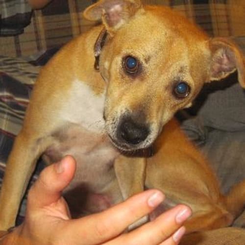 No photo for Archie Adoption Pending