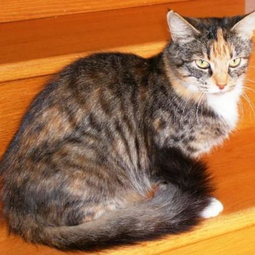 No photo for **Lily** Urgent Home Needed