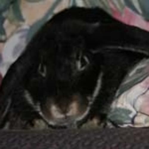 Freida