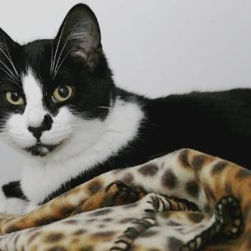No photo for Bebee