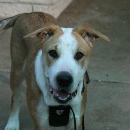 No photo for Targe/Adoption Pending