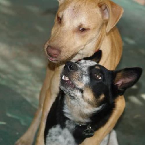 No photo for Snoot *Adopted*