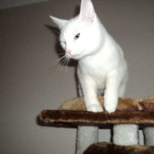 White Princess