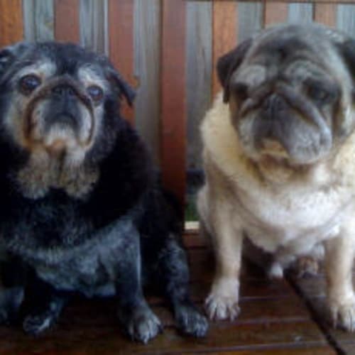 No photo for Mac Is Trying A New Home With Whoopi!