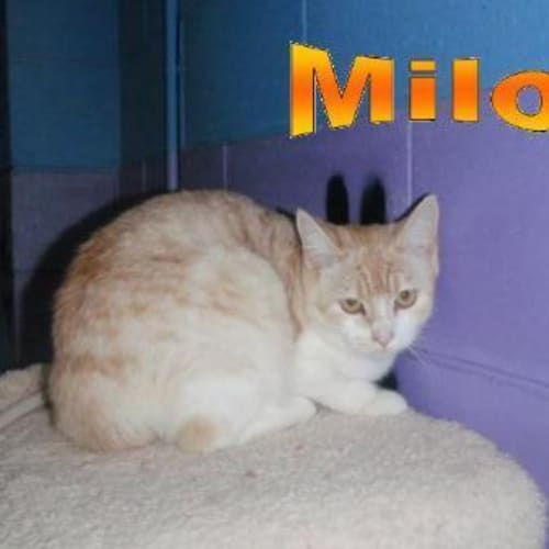 No photo for Milo