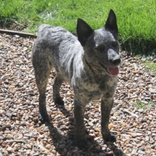 No photo for Max *Adopted*