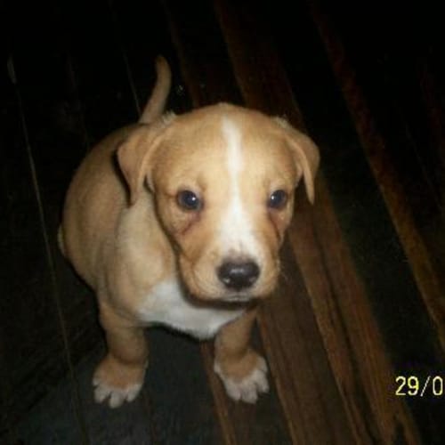 Bacardi Is On Hold Adoption Pending