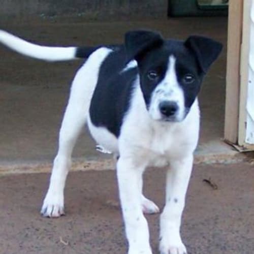 Manny Adopted