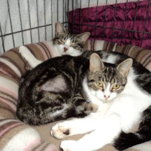 No photo for Sister And Brother