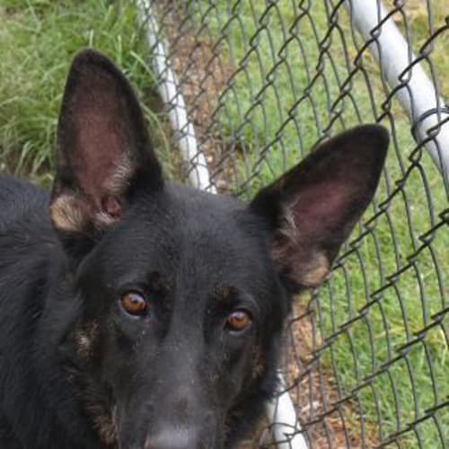 No photo for Aster   Adoption Pending