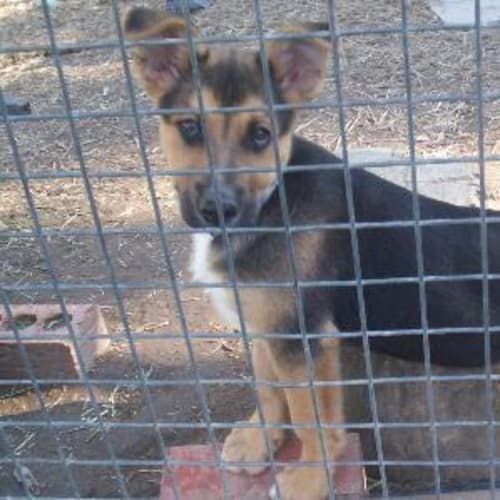 No photo for Big Sooky Puppy   Adopted