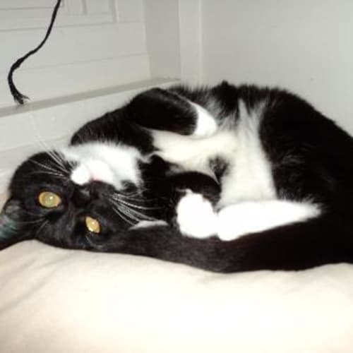 No photo for Found Kitten