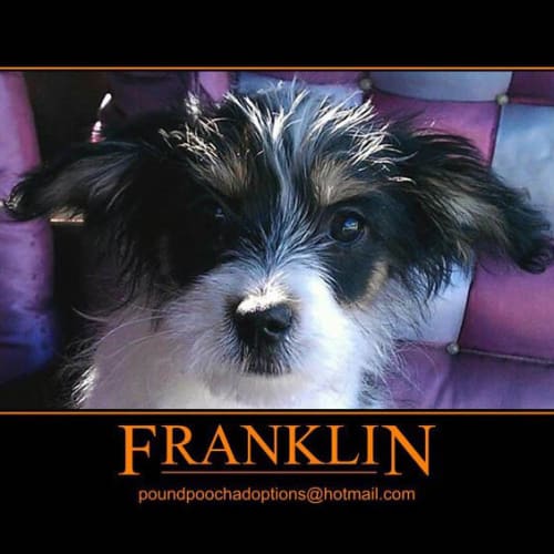 No photo for Franklin Is Trialling His New Home For 2 Weeks!